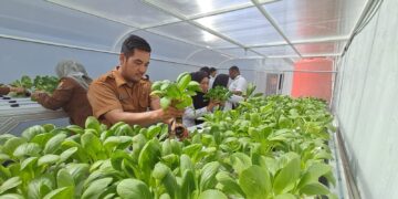 Atasi Lahan Sempit, DKPPP Kota Cirebon Dorong Warga Lakukan Urban Farming 