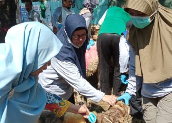 DKPPP Kota Cirebon Bentuk Tim Khusus Pemeriksa Hewan Kurban 