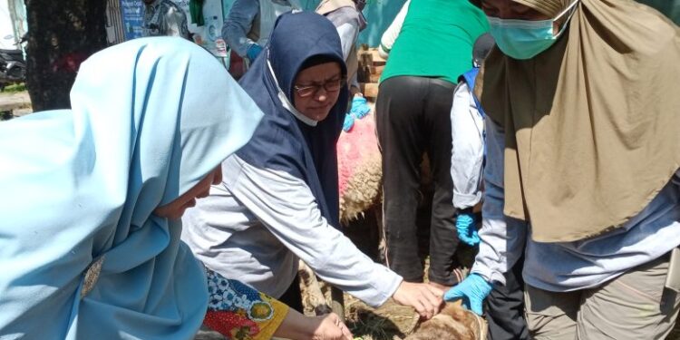 DKPPP Kota Cirebon Bentuk Tim Khusus Pemeriksa Hewan Kurban 