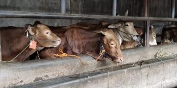 Penjualan Hewan Kurban Meningkat