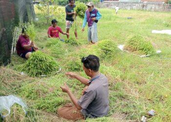Lahan Terbengkalai Disulap Jadi Kebun Sereh, PADes Karangsuwung Terdongkrak