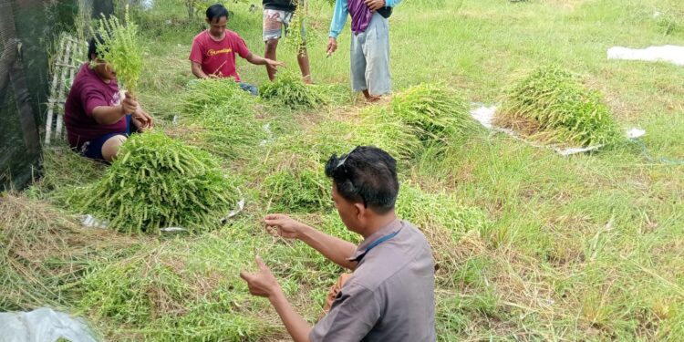 Lahan Terbengkalai Disulap Jadi Kebun Sereh, PADes Karangsuwung Terdongkrak