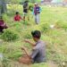 Lahan Terbengkalai Disulap Jadi Kebun Sereh, PADes Karangsuwung Terdongkrak