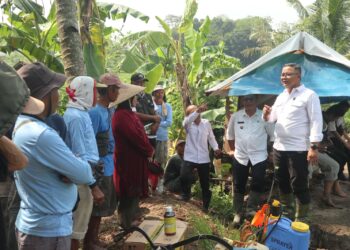 Serangan Hama Capai 18 Persen, Diskatan Fokus Selamatkan Produksi Padi