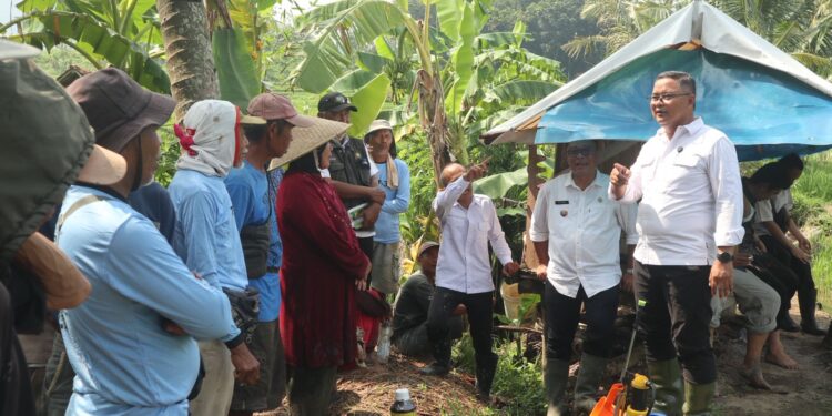 Serangan Hama Capai 18 Persen, Diskatan Fokus Selamatkan Produksi Padi
