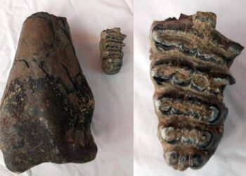 Penemuan Fosil Stegodon di Kawasan Sungai Cilutung Buka Tabir Sejarah Purba Majalengka 
