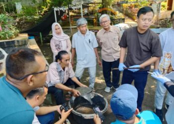 Tiga Kura-kura Belawa Mati, Tim Veteriner Jabar Turun Tangan