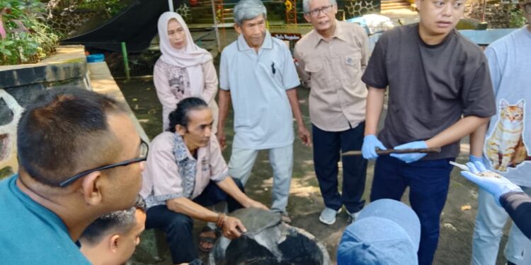 Tiga Kura-kura Belawa Mati, Tim Veteriner Jabar Turun Tangan