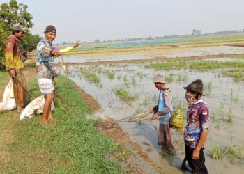 Kendalikan Hama Tikus, Petani Desa Wanasalam Lakukan Gropyokan
