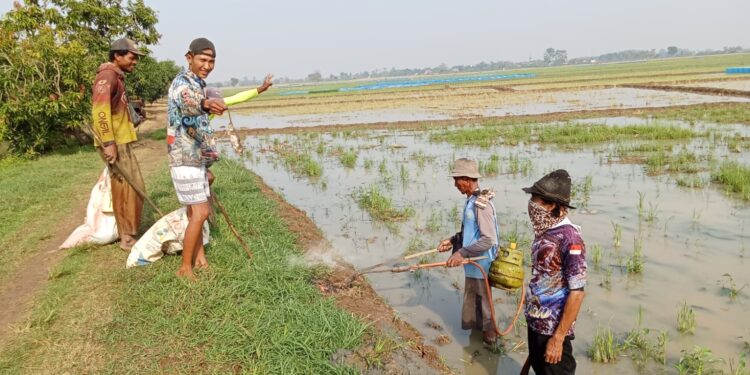 Kendalikan Hama Tikus, Petani Desa Wanasalam Lakukan Gropyokan