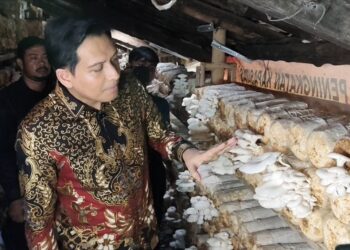 Lucky Hakim Apresiasi Lumbung Pangan Gratis dan Budidaya Jamur di Desa Malang Semirang 