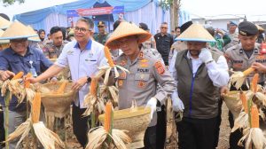 Panen Raya Jagung di Indramayu