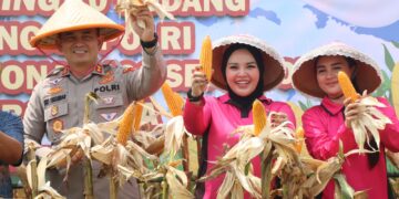 Kapolres Cirebon Kota Panen Raya Jagung di Waled