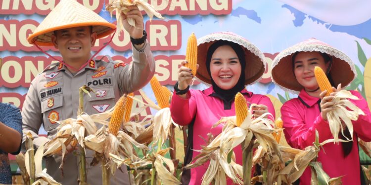 Kapolres Cirebon Kota Panen Raya Jagung di Waled