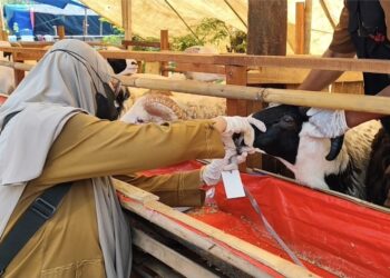 Pastikan Hewan Kurban Layak, DKPP Indramayu Periksa Hewan Kurban di Sejumlah Lapak