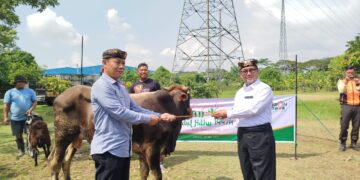 Cirebon Power Salurkan 6 Sapi dan 52 Kambing Kurban