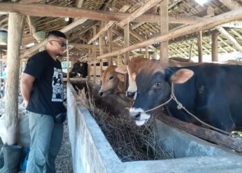 DKP3 Majalengka Pastikan Ribuan Hewan Kurban Sehat dan Layak Dikonsumsi 