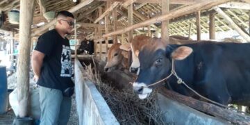 DKP3 Majalengka Pastikan Ribuan Hewan Kurban Sehat dan Layak Dikonsumsi 