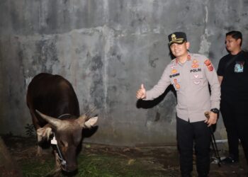 Kapolres Cirebon Kota Langsung Mengecek Sapi Kurban dari Kapolri