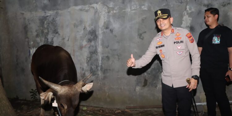 Kapolres Cirebon Kota Langsung Mengecek Sapi Kurban dari Kapolri