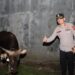 Kapolres Cirebon Kota Langsung Mengecek Sapi Kurban dari Kapolri