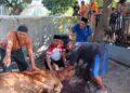 Pemdes Sumber Kidul Bagikan Kurban untuk Warga