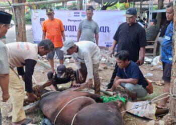 Demokrat Salurkan Dua Sapi Kurban di Pasaleman
