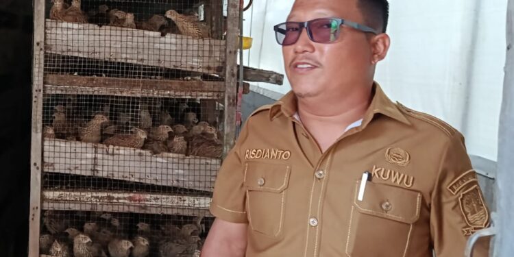 Peternakan Puyuh Desa Serang Hasilkan PADes Jutaan Rupiah