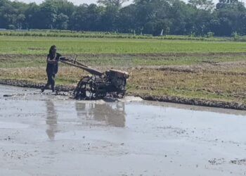 Harga Pestisida Naik, Petani Cirebon Keluhkan Biaya Produksi Membengkak