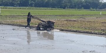 Harga Pestisida Naik, Petani Cirebon Keluhkan Biaya Produksi Membengkak