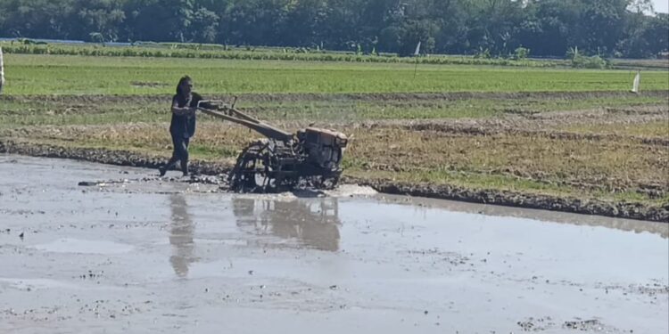 Harga Pestisida Naik, Petani Cirebon Keluhkan Biaya Produksi Membengkak