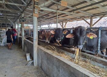 Jelang Iduladha, Dinas Pertanian Cirebon Periksa Ratusan Hewan Kurban