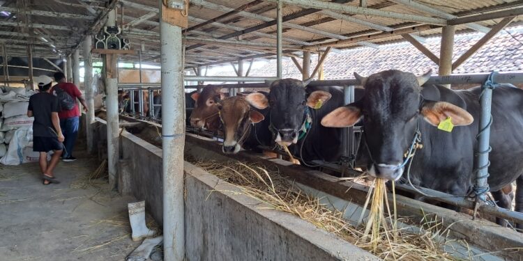Jelang Iduladha, Dinas Pertanian Cirebon Periksa Ratusan Hewan Kurban