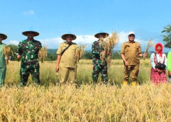 Dandim 0614/Kota Cirebon Bersama Ketua Persit Panen Padi di Lahan Poktan Kedung Mendeng