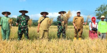 Dandim 0614/Kota Cirebon Bersama Ketua Persit Panen Padi di Lahan Poktan Kedung Mendeng