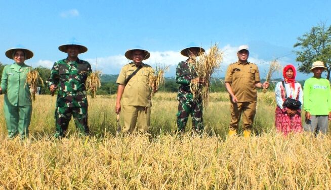 Dandim 0614/Kota Cirebon Bersama Ketua Persit Panen Padi di Lahan Poktan Kedung Mendeng