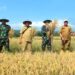 Dandim 0614/Kota Cirebon Bersama Ketua Persit Panen Padi di Lahan Poktan Kedung Mendeng