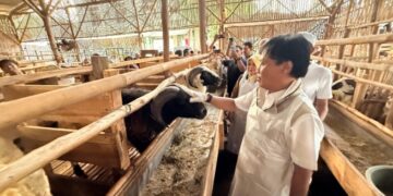 Wali Kota Cirebon Tinjau Kelayakan Hewan di Lima Titik