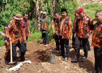 Peringati Hari Lahir Pancasila, Pemuda Pancasila Tanam 500 Pohon Mangga