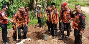 Peringati Hari Lahir Pancasila, Pemuda Pancasila Tanam 500 Pohon Mangga