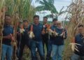 Satnarkoba Polresta Cirebon Turun ke Sawah, Panen Raya Jagung di Sedong