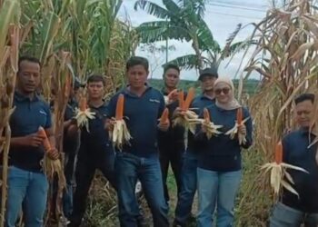 Satnarkoba Polresta Cirebon Turun ke Sawah, Panen Raya Jagung di Sedong