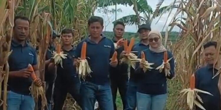 Satnarkoba Polresta Cirebon Turun ke Sawah, Panen Raya Jagung di Sedong