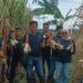 Satnarkoba Polresta Cirebon Turun ke Sawah, Panen Raya Jagung di Sedong