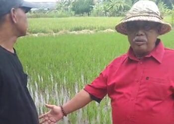 Belajar dari Bali, Cirebon Bidik Produktivitas Padi