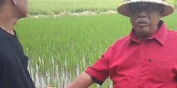 Belajar dari Bali, Cirebon Bidik Produktivitas Padi