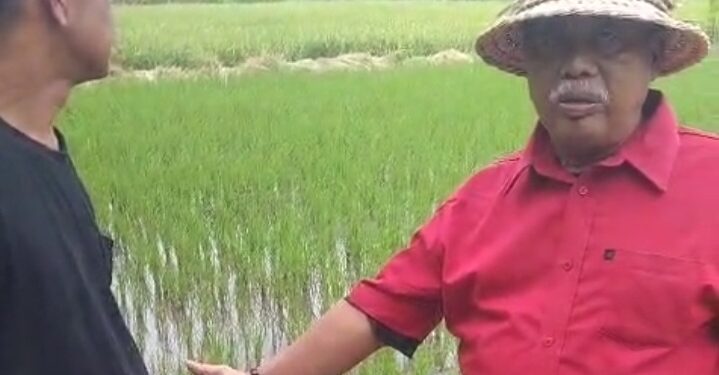 Belajar dari Bali, Cirebon Bidik Produktivitas Padi