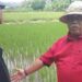 Belajar dari Bali, Cirebon Bidik Produktivitas Padi