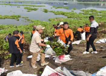 Lawan Invasi Eceng Gondok, Bupati Kuningan Kerahkan Ratusan Personel Bersihkan Waduk Darma