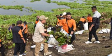 Lawan Invasi Eceng Gondok, Bupati Kuningan Kerahkan Ratusan Personel Bersihkan Waduk Darma